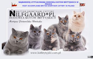 http://www.kotbrytyjski.com.pl